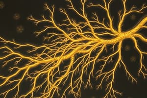 Nervous System and Neuron Function