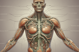 Lymphatic System's Role in Nutrient Absorption