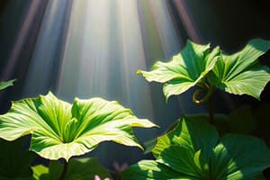 Photosynthesis in Higher Plants