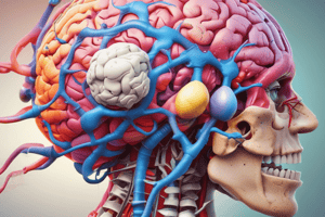 Neuroanatomy Part 2 - Thalamus, Brainstem, Cranial Nerves