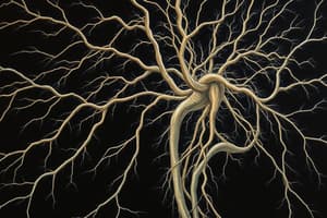 Human Nervous System Quiz