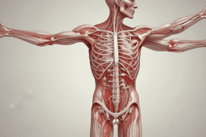 Axillary artery and brachial plexus