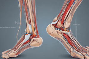 Anatomy of the Ankle and Foot