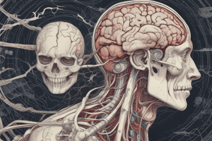 Human Brain Structure Quiz