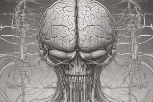 Basal Ganglia Overview and Components