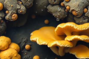 Fungi Characteristics and Types