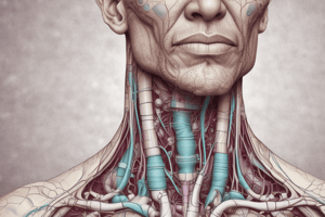 Thyroid Gland Structure and Function