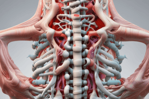 Anatomy: The Entire Spine