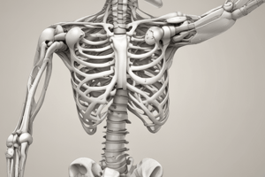 Anatomy of the Hip Joint