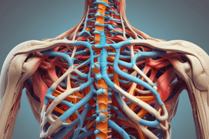 Anatomy and Physiology of the Human Spine