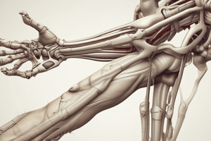 Lower Limb Bones Anatomy