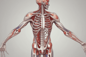 Thoracic Vessels (Small Animal) Quiz