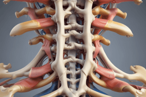 Columna Vertebralis Quiz