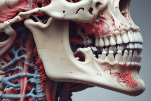 Hyoid Bone Location