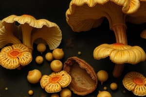 Fungal spores and mycoses