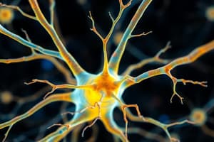 Système Nerveux et Neurones