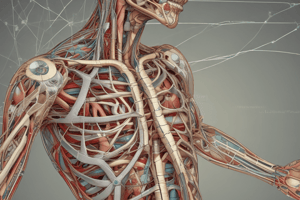 Brachial Plexus Anatomy