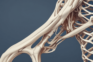 Bones of the Lower Limbs and Pelvic Girdle