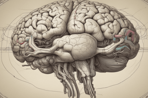 Brain Anatomy: Cingulate Gyrus and Corpus Callosum