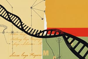 DNA Replication: Steps and Enzymes