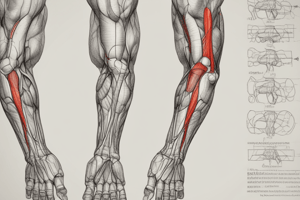 Anatomía del Antebrazo