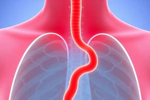 Esophageal Disorders: Dysphagia, GERD and more