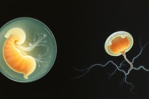 Embryologie: Micromères et Tissus