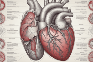 Anatomy of Pericardium and Heart