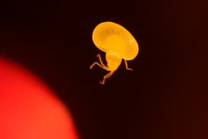 Biologie: Befruchtung und Entwicklung