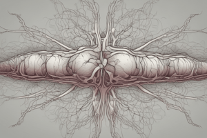 Nervous System Organization