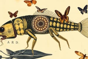 Invertebrates Phyla Overview