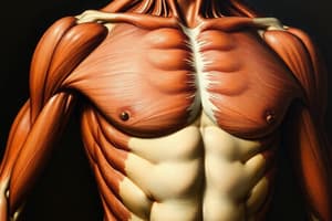 Muscles Profonds de l’Avant-Bras