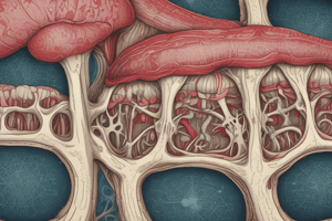 Bone Marrow Anatomy