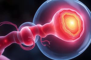 Embryology Quiz: Human Development Stages