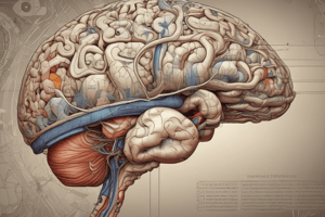 Neuroanatomy: Rubrospinal, Vestibulospinal Tracts & Cerebellum