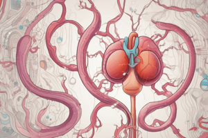 Kidney Functions and Homeostasis