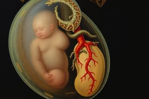 Fetal Development Stages and Systems