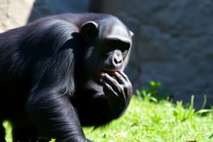 Chimpanzee Behavior and DNA Study