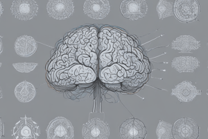 ERP and EEG in Linguistic Studies