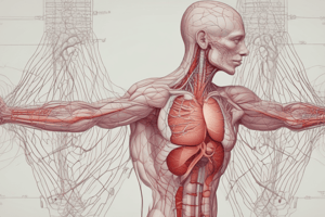 L29. Heart anatomy