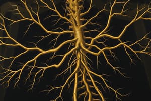 Nervous System Overview