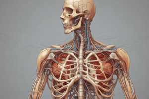 Anatomy of Thoracic Nerves and Arteries