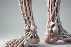 Anatomy of the Ankle and Foot