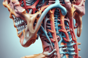 Vertebral Column Structure Quiz