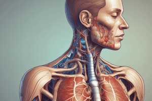 Human Respiratory System