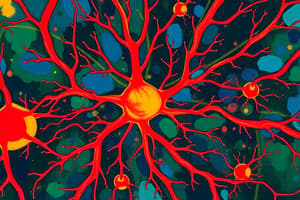 Neurotransmission in Adrenergic Neurons