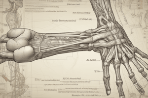 Brachial Plexus Anatomy and Erb's Palsy Quiz