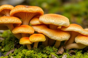 Biology: Characteristics of Fungi