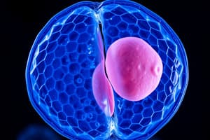 Cell Division Phases Quiz