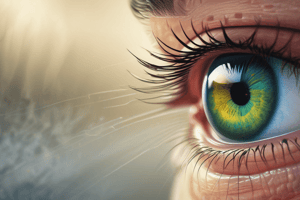 Mild Corneal Abrasion Management